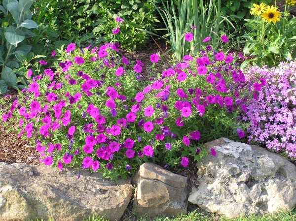 Petunia x violacea ‘Laura Bush’ | Bustani Plant Farm