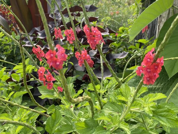 Stachytarpheta 'Nectarwand Coral Pink'