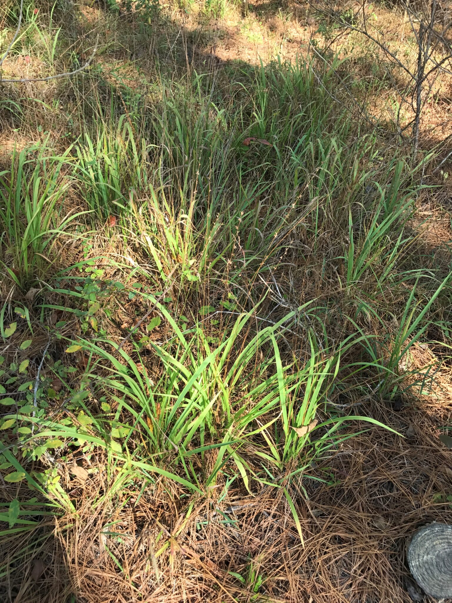 Chasmanthium latifolium | Bustani Plant Farm