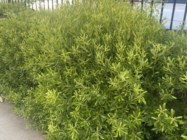 Morella cerifera