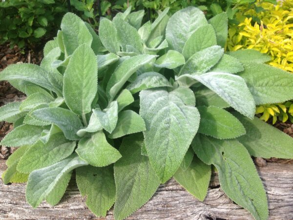 Stachys 'Helen Von Stein'