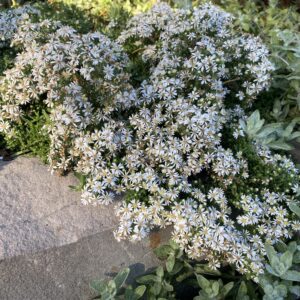Symphyotrichum ericoides 'Snow Flurry'