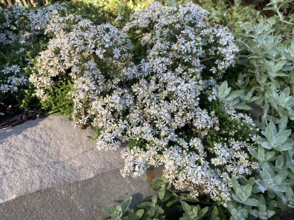 Symphyotrichum ericoides 'Snow Flurry'
