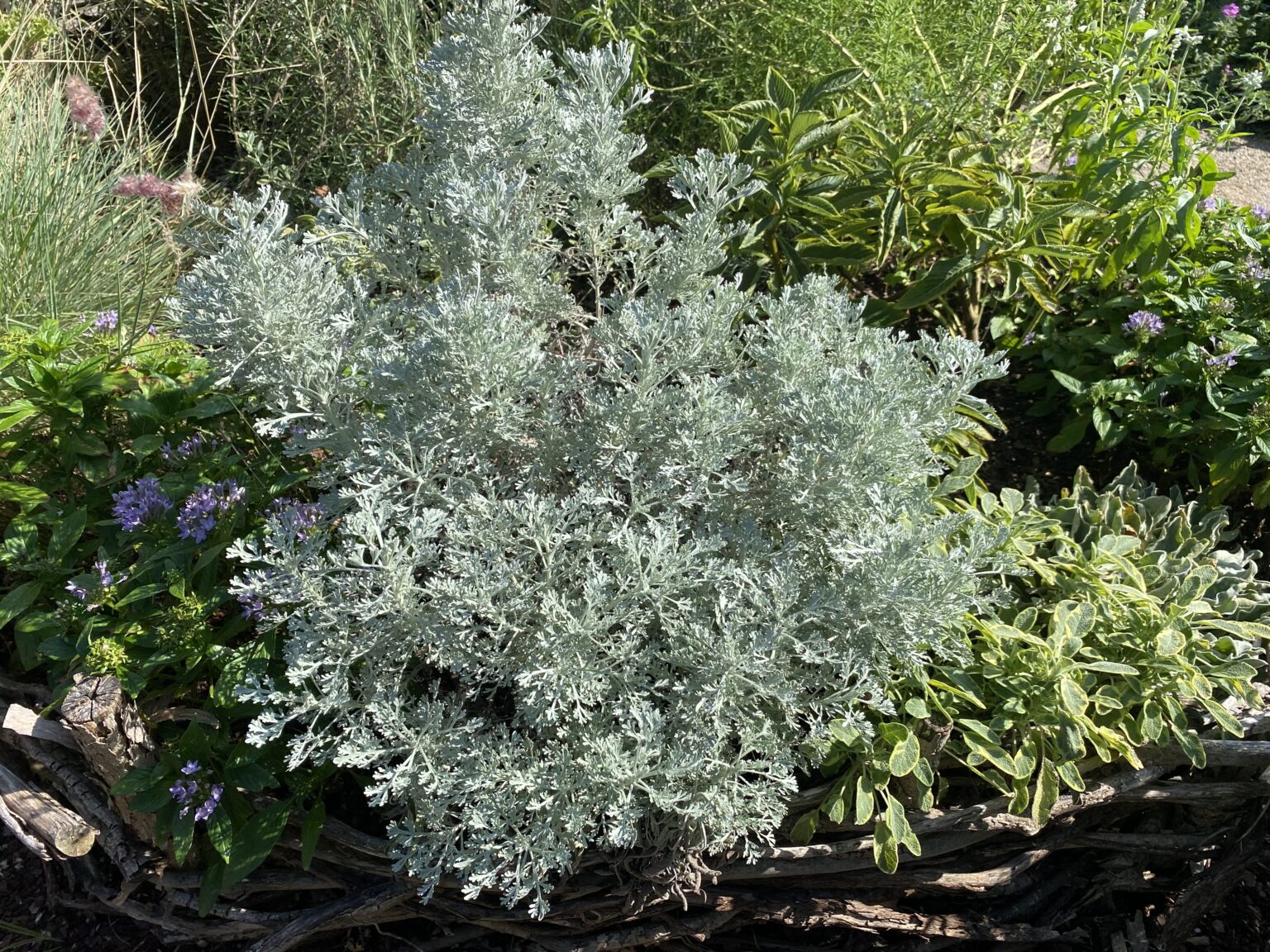 Artemisia ‘Parfum d’Ethiopia’ | Bustani Plant Farm