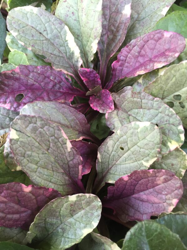 Ajuga reptans 'Burgundy Glow'