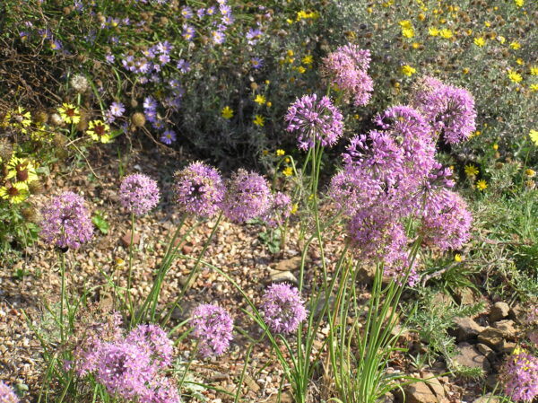 Allium stellatum