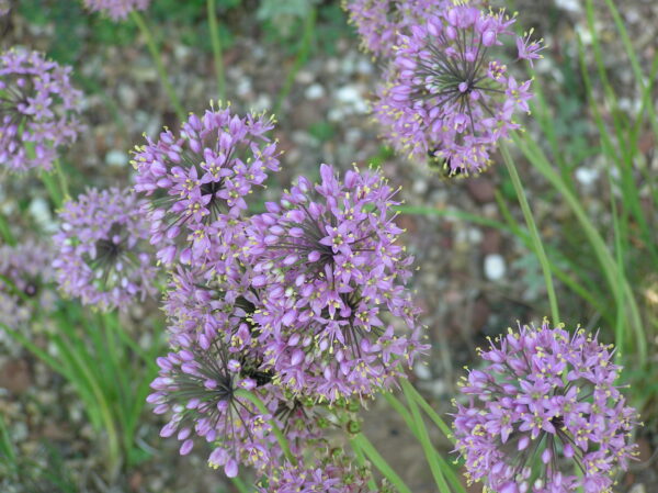 Allium stellatum - Image 2