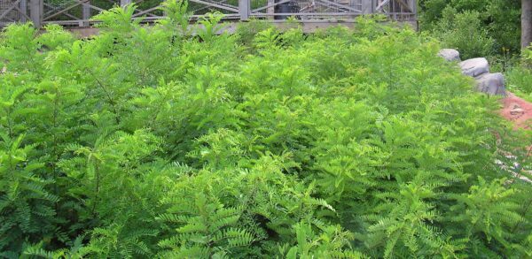 Amorpha fruticosa