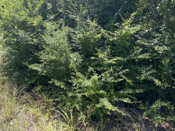 Forestiera acuminata - Image 2