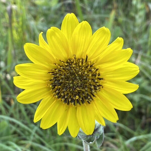 Helianthus mollis