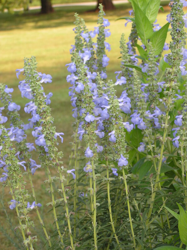 Salvia azurea var. grandiflora