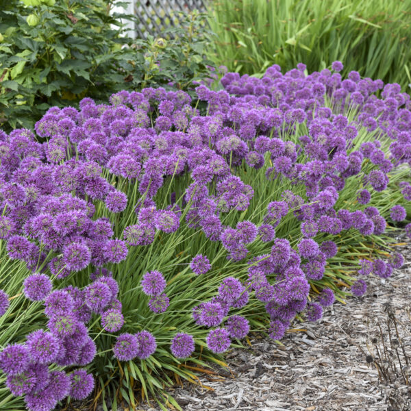 Allium 'Lavender Bubbles' PP31126