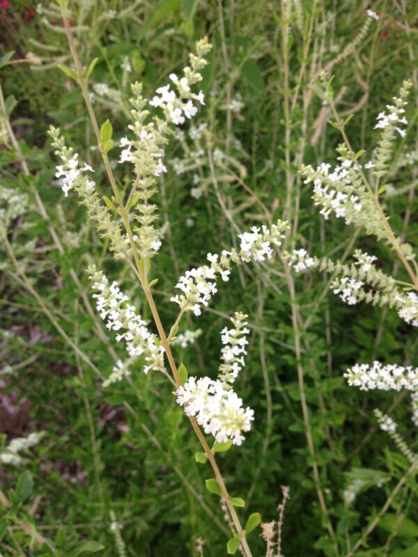 Aloysia virgata