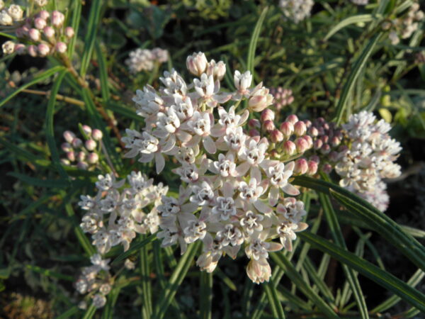 Asclepias angustifolia