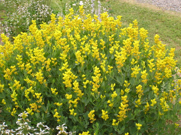 Baptisia sphaerocarpa