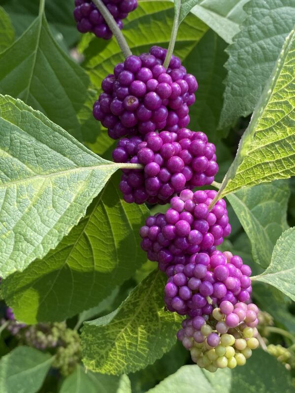 Callicarpa americana