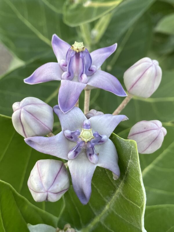 Calotropis gigantea