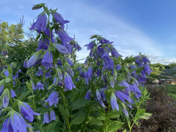 Campanula 'Sarastro'