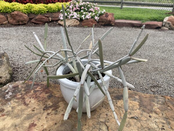 Cissus subaphylla