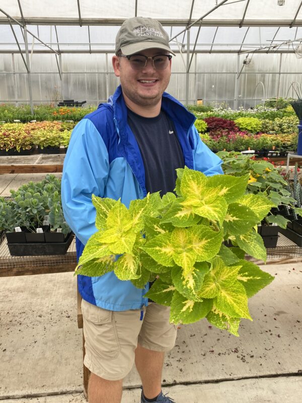 Coleus 'Bustani Gold'