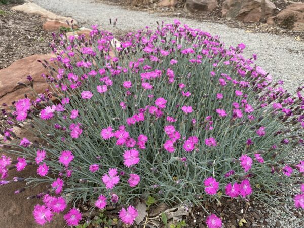 Dianthus 'Prairie Path'