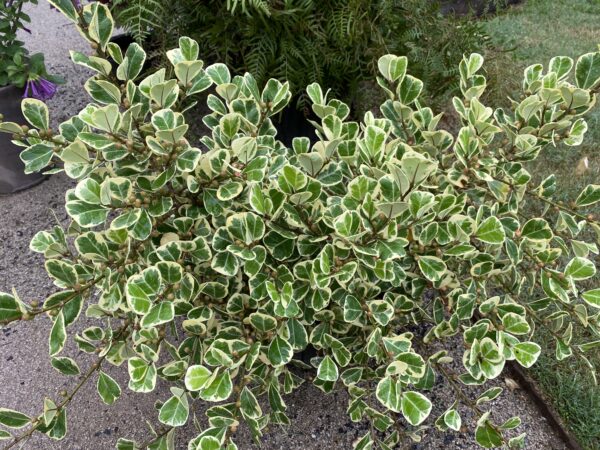 Ficus triangularis 'Varegata'