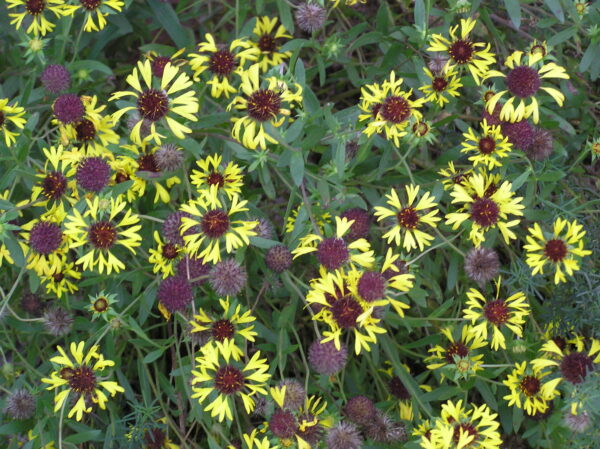 Gaillardia aestivalis var. flavovirens