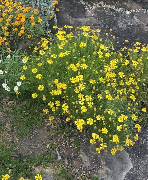 Helenium amarum 'Dakota Gold'