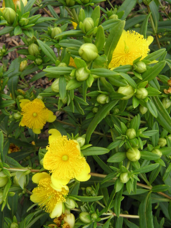 Hypericum prolificum