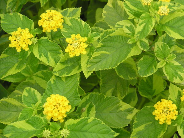 Lantana camara 'Samantha'