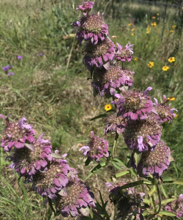 Monarda citriodora