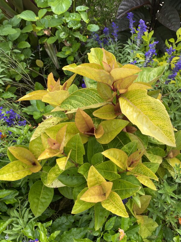 Pseuderanthemum 'Caramel Citrus'