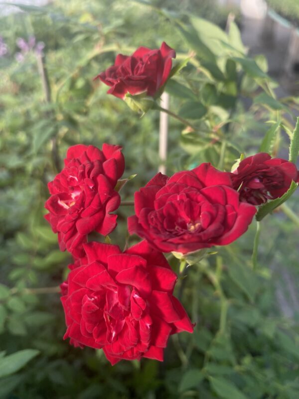 Rosa 'Red Ccascade'