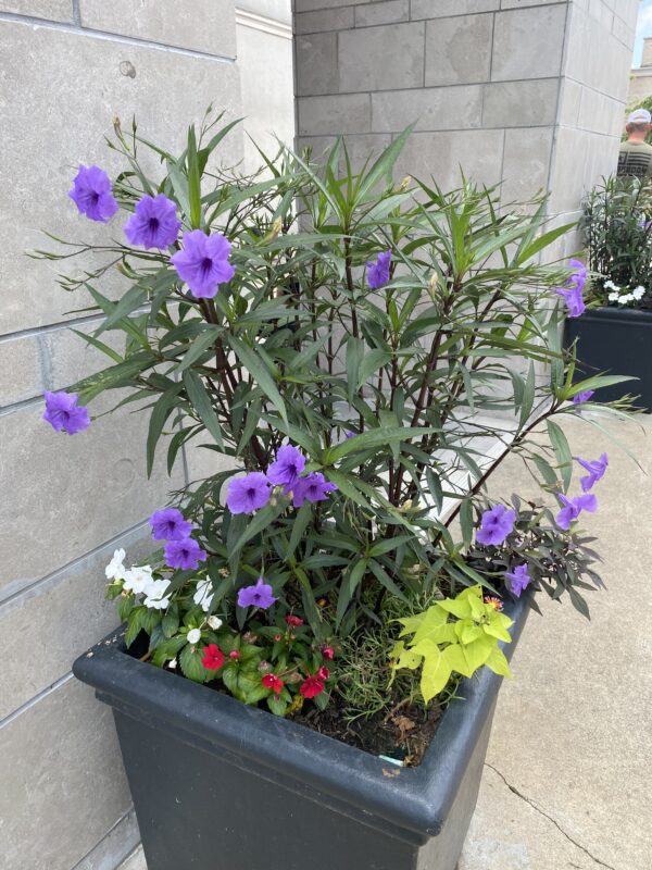 Ruellia simplex 'Purple Showers'