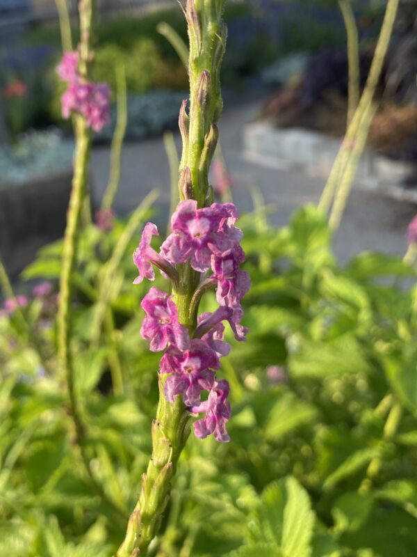 Stachytarpheta frantzii 'Lavender'