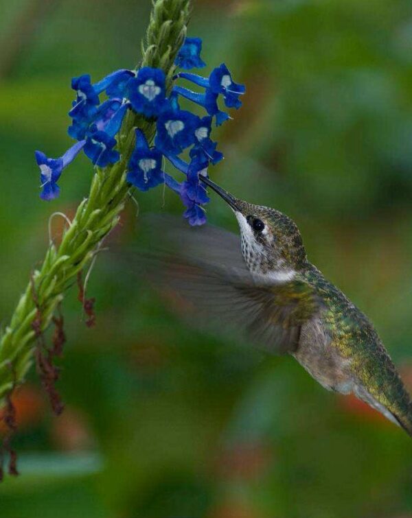 Stachytarpheta frantzii 'Deep Blue'