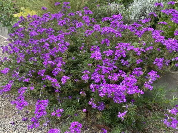 Verbena 'Serenity Purple'