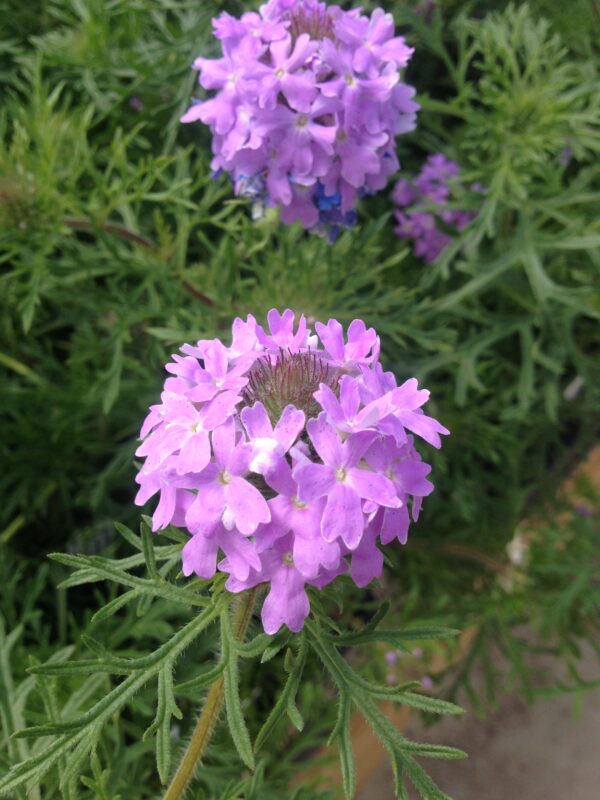 Verbena bipinnatifida