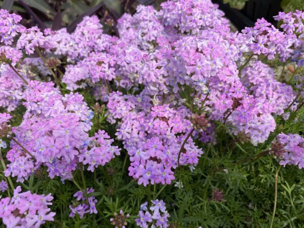 Verbena 'Serenity Pink'