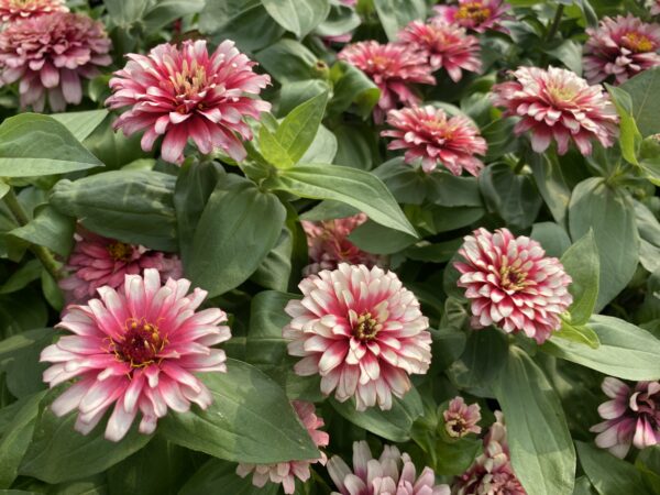 Zinnia 'Swizzle Cherry & Ivory' - Image 2