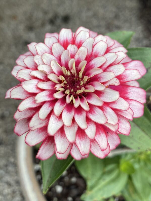 Zinnia 'Swizzle Cherry & Ivory'