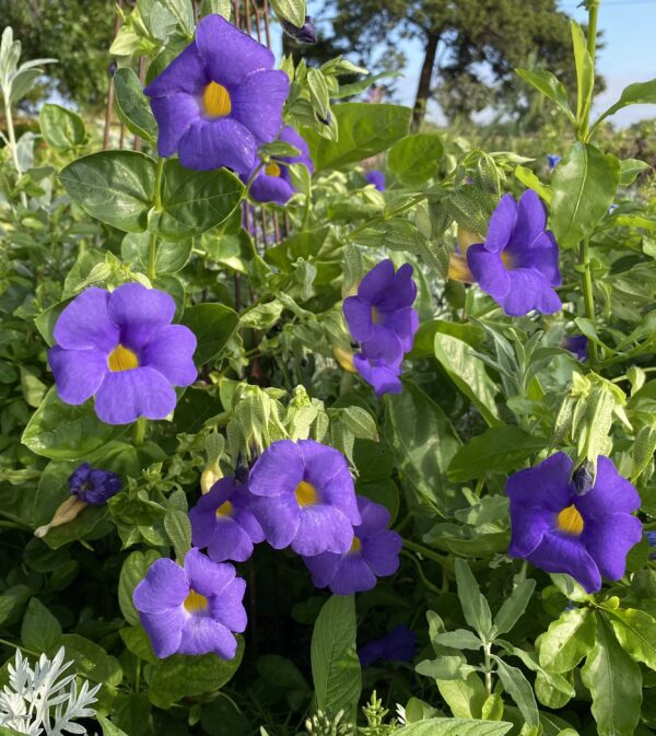 Thunbergia battiscombei