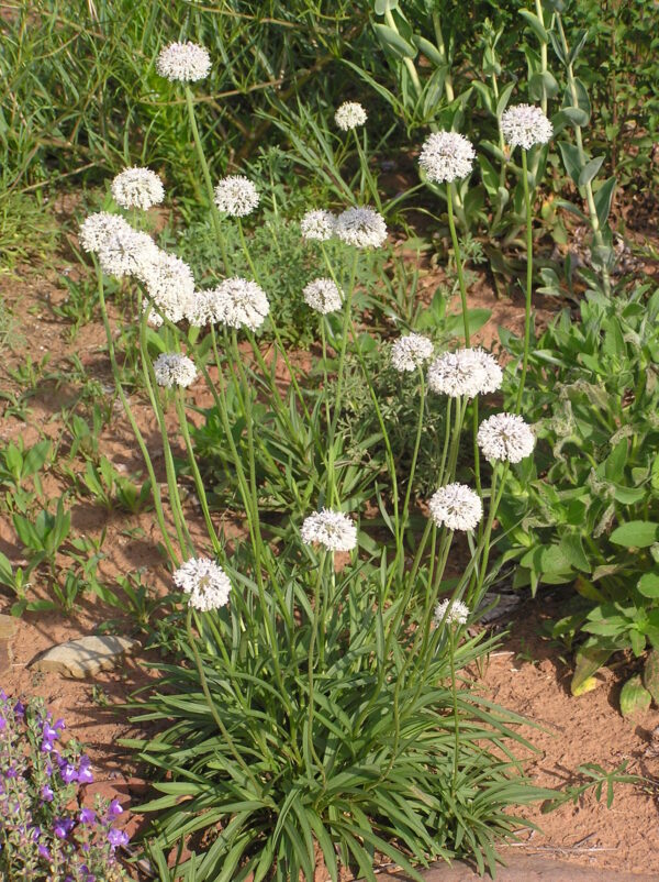 Marshallia caespitosa