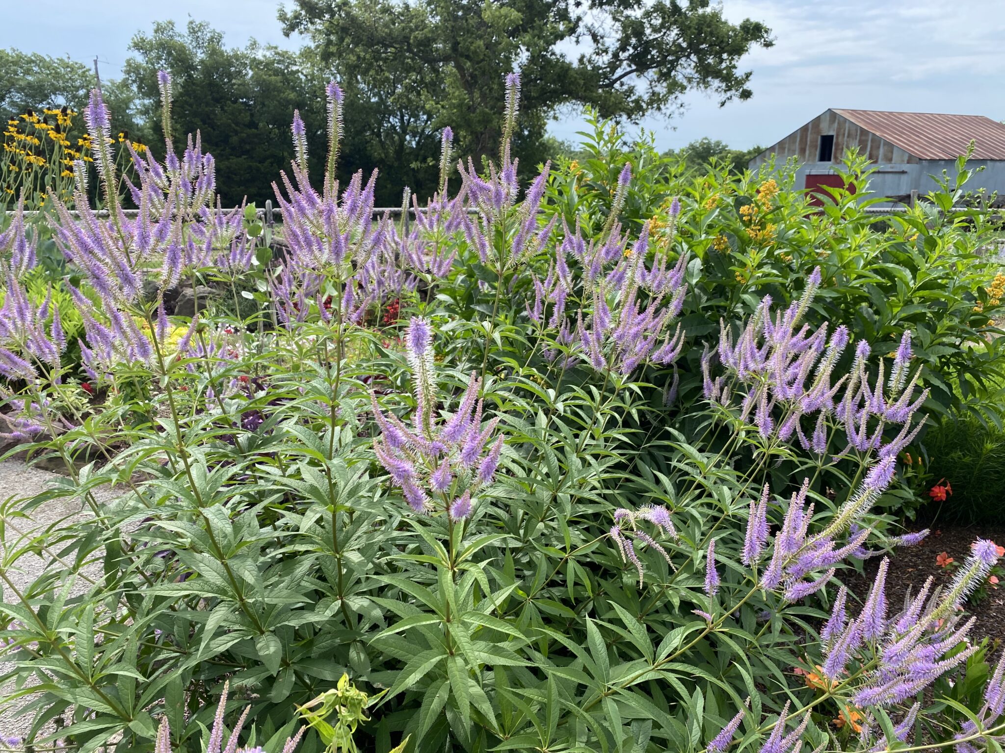 Veronicastrum virginicum 'Fascination' Bustani Plant Farm