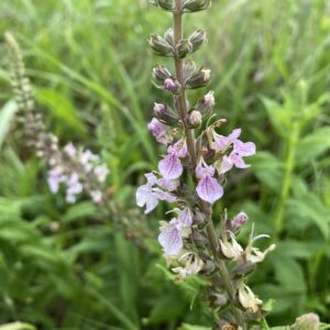 Teucrium Canedense