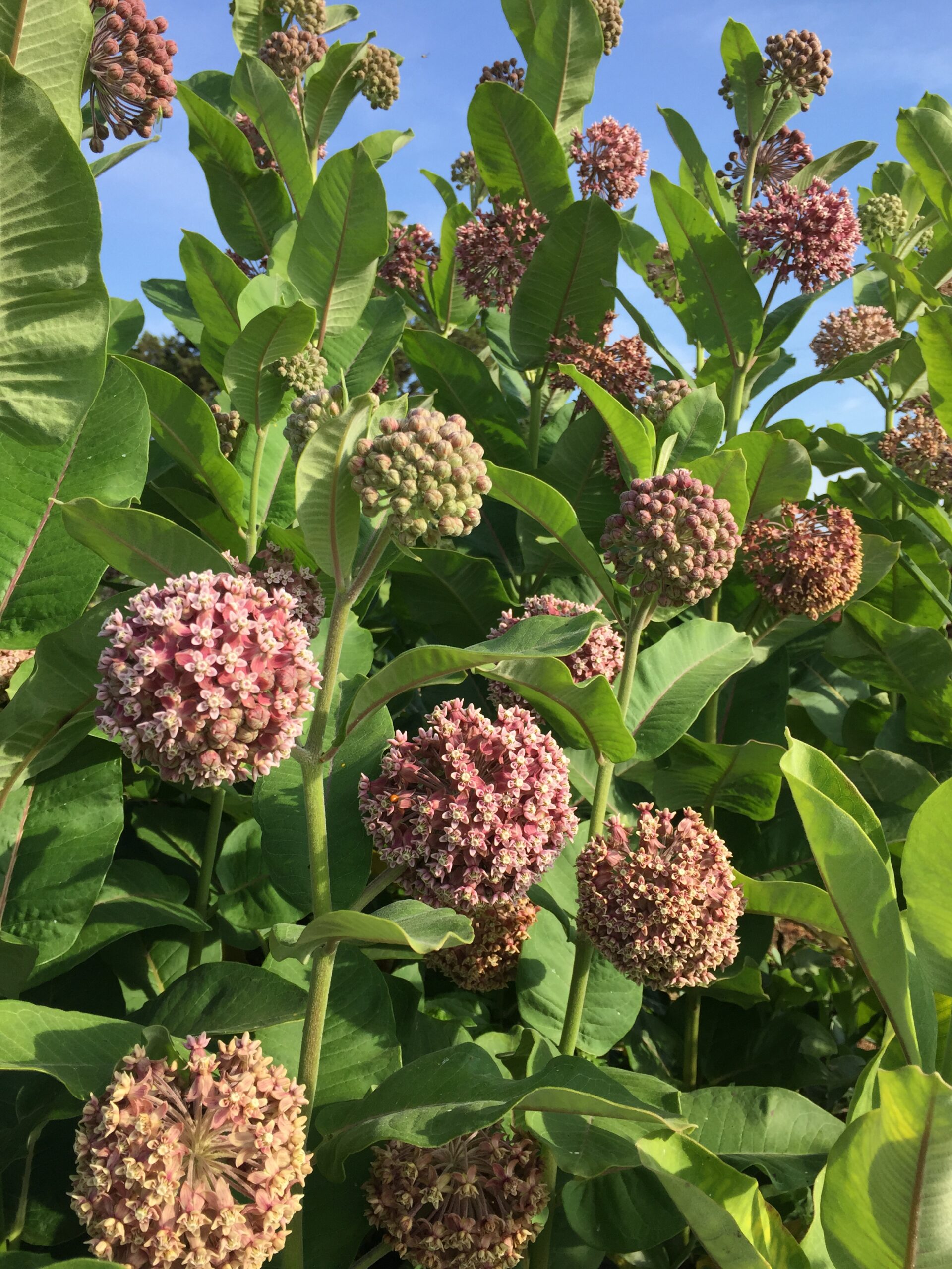 Asclepias syriaca