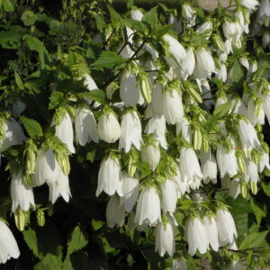 Campanula punctata 'Alba'