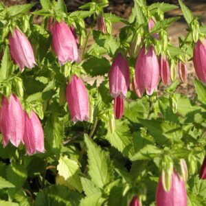 Campanula punctata 'Cherry Bells'