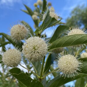 Cephalanthus occidentalis
