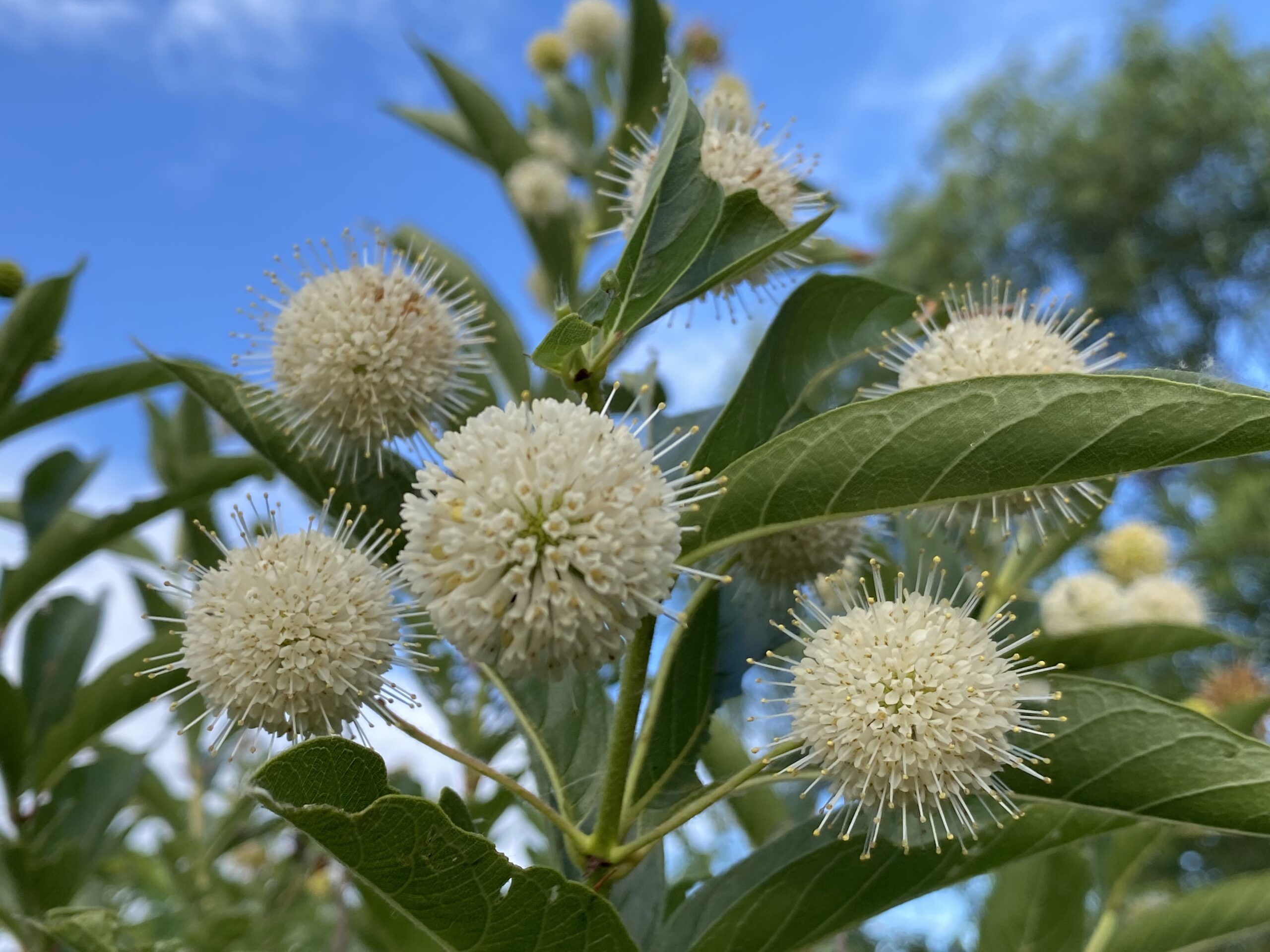 Cephalanthus occidentalis